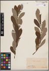 Foto von Salix cinerea L.